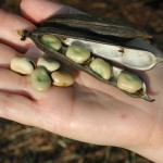 legume da coltivazione biologica