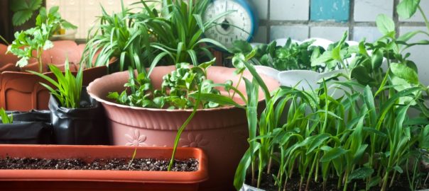 6 italiani su 10 hanno l’orto in casa, in balcone o in giardino